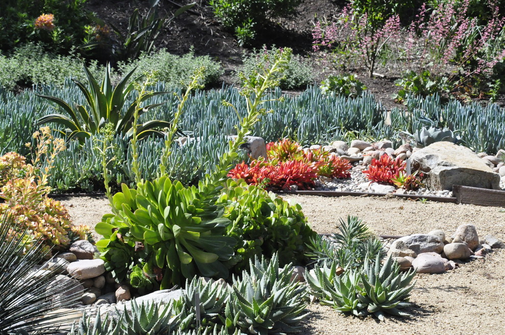 Großer, Halbschattiger Mediterraner Garten im Sommer, neben dem Haus in San Diego