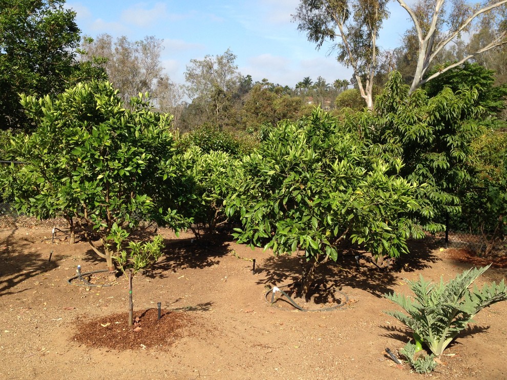 Großer Mediterraner Gemüsegarten im Sommer, hinter dem Haus mit direkter Sonneneinstrahlung in San Diego