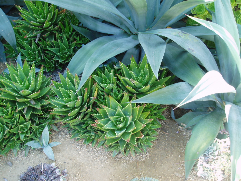 Immagine di un giardino mediterraneo