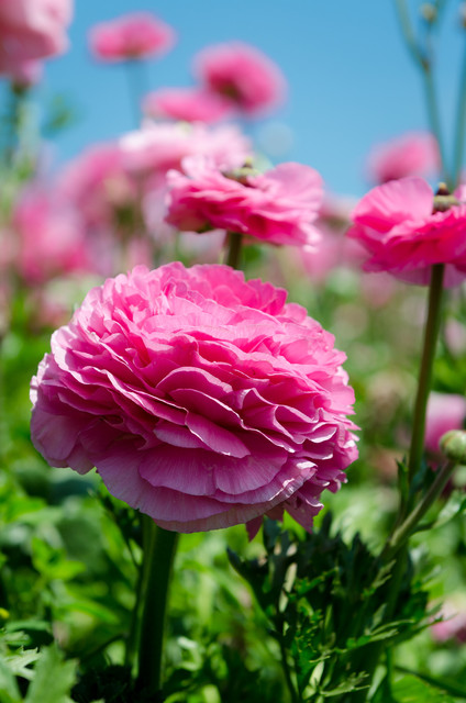 Giardinaggio a Settembre: Guida alla Scelta delle Bulbose