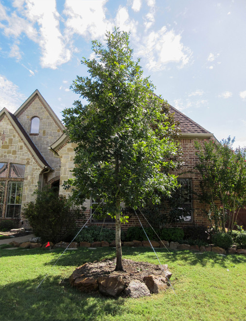 Red Oak Tree Landscape Dallas by Treeland Nursery Houzz