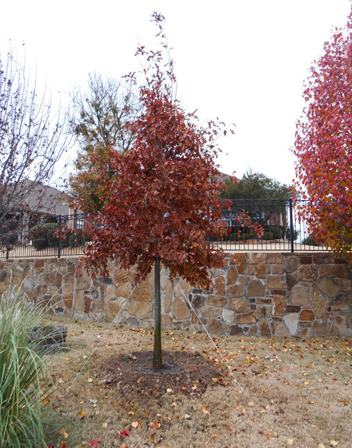 Red Oak Tree - Landscape - Dallas - by Treeland Nursery | Houzz