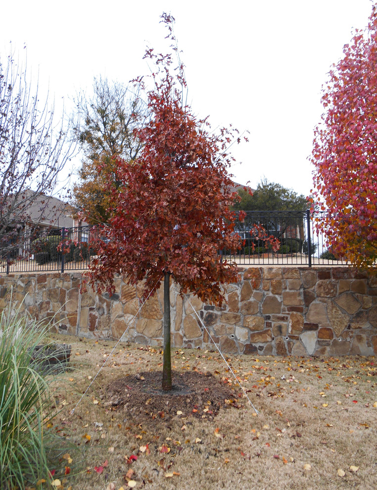 Red Oak Landscape Dallas by Treeland Nursery Houzz