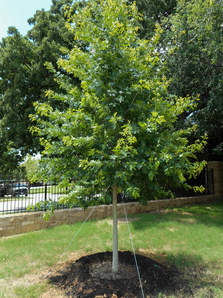 Red Oak Landscape Dallas by Treeland Nursery Houzz