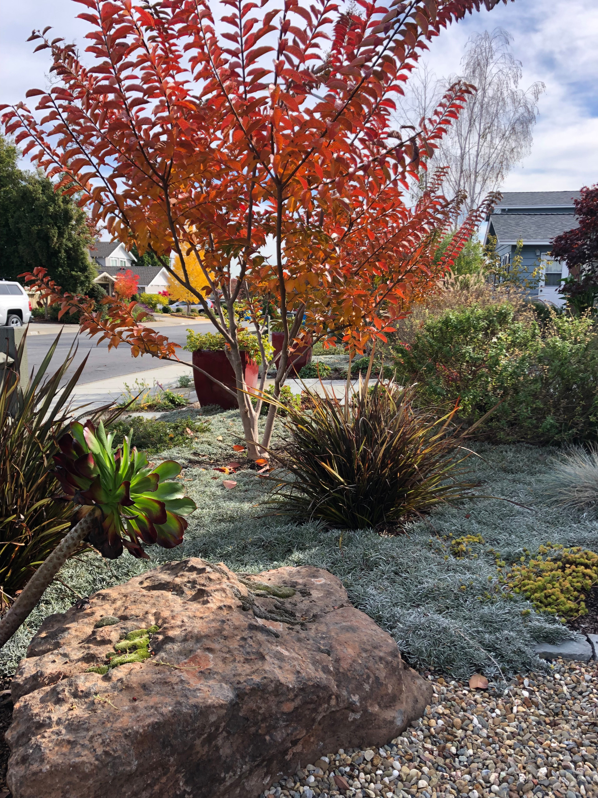 Redwood City Drought Tolerant Front Yard Mediterranean Landscape San Francisco By Roushall Gardens Houzz