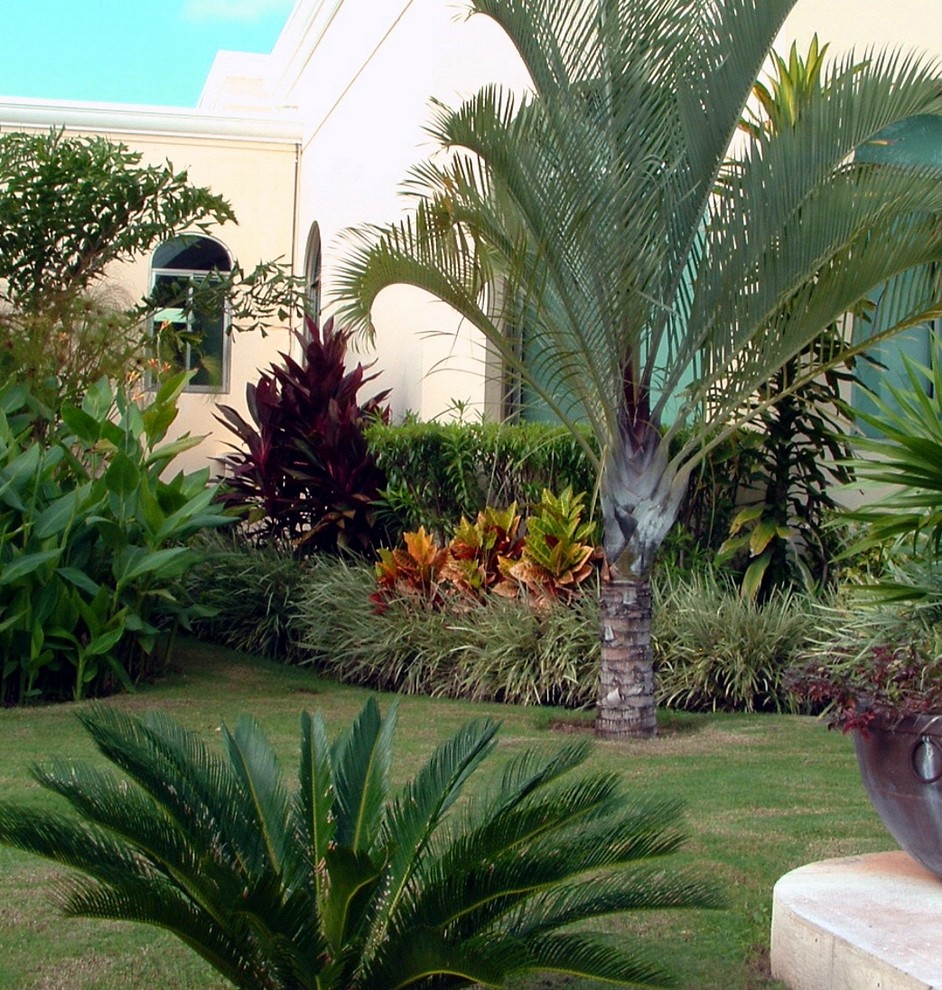 Exemple d'un jardin exotique.