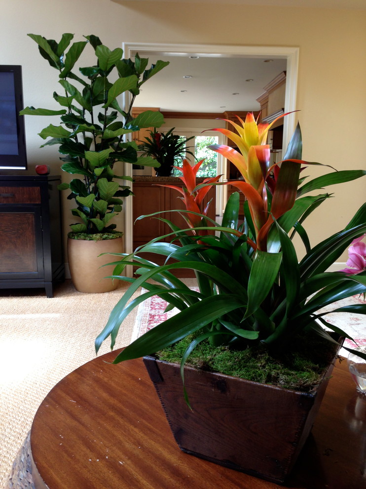 Residential Interior Plants Contemporary Landscape Orange County