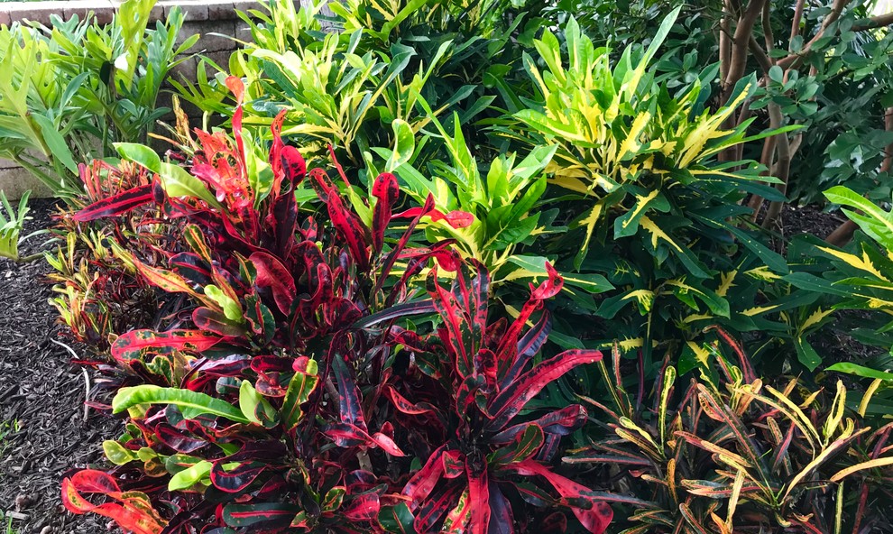 Foto på en tropisk trädgård