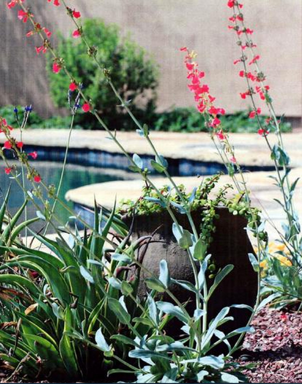 Mittelgroßer Klassischer Garten hinter dem Haus mit Kübelpflanzen und Betonboden in Phoenix
