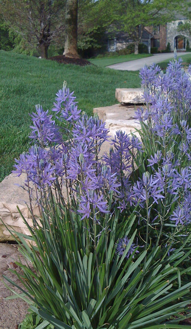 JULIAS GARDEN-20 CAMASSIA Quamash ESCULENTA-Wild Hyacinth-Blue Flower-Spring Bulbs-Wild Flower Garden
