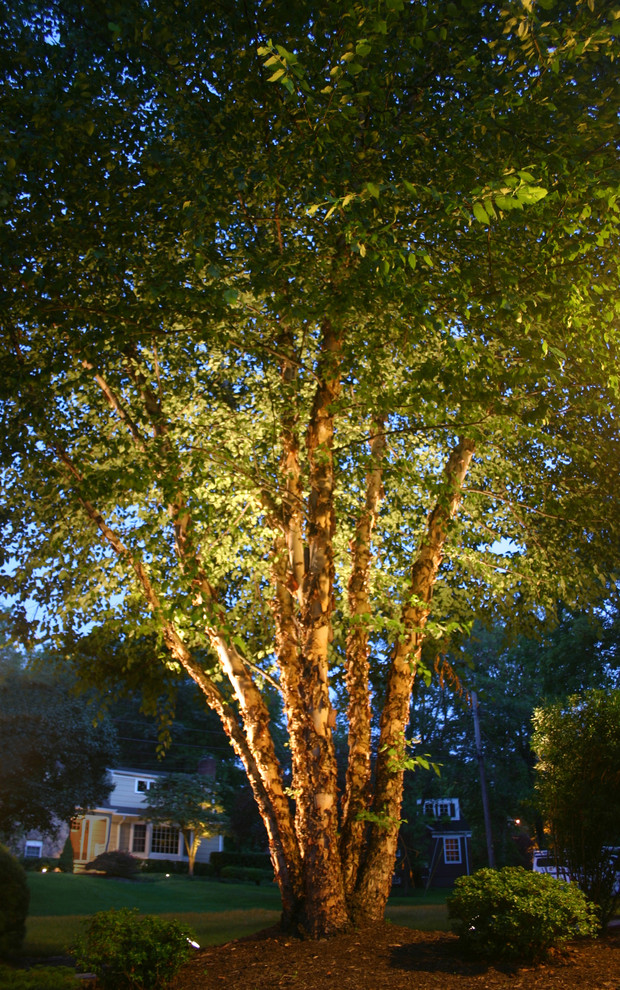 River Birch Tree Lighting Traditional Landscape New York by