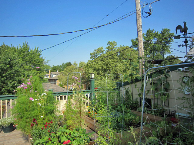 Foto di un giardino classico esposto in pieno sole sul tetto
