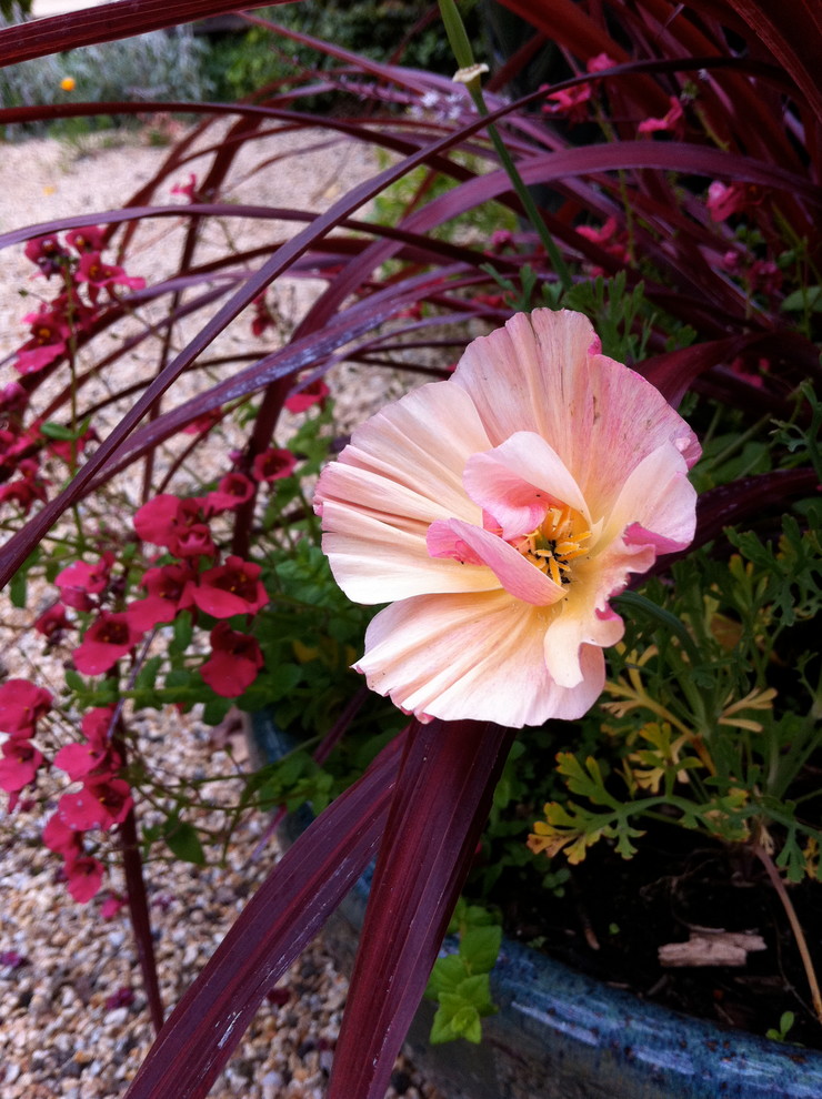 Ispirazione per un piccolo giardino country esposto in pieno sole davanti casa in primavera con un giardino in vaso e ghiaia