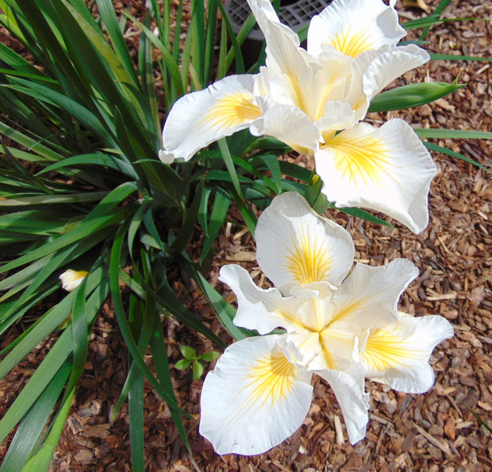 Rose Garden Craftsman, San Jose, California | Smith Residence
