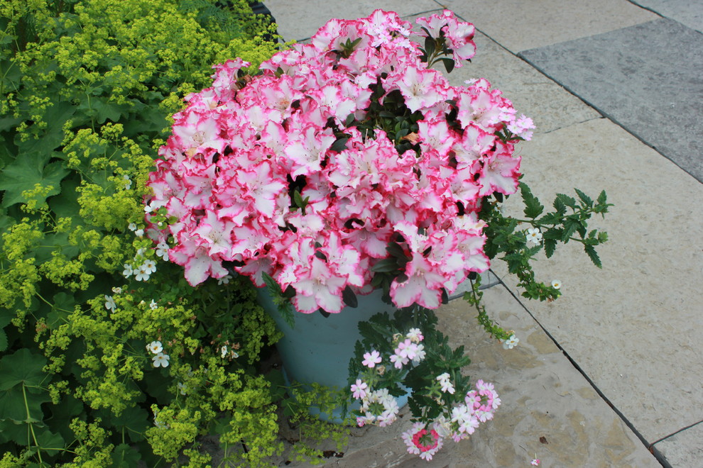 Rosedale Road Traditional Landscape Toronto by Blooming Planter Houzz