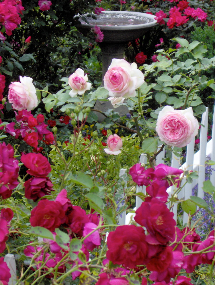 Источник вдохновения для домашнего уюта: солнечный, весенний участок и сад на переднем дворе в викторианском стиле с садовой дорожкой или калиткой и хорошей освещенностью