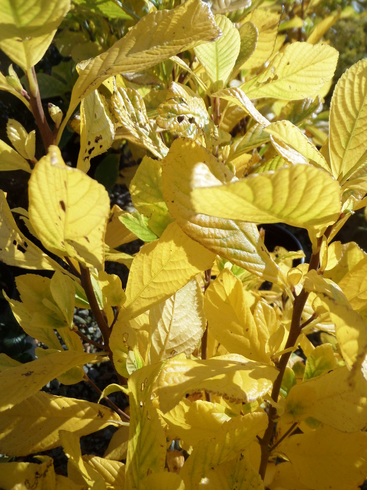 Ruby Spice Summersweet (Clethra) Fall Color Landscape Other by