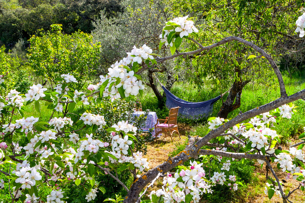 Cette photo montre un jardin arrière méditerranéen au printemps.