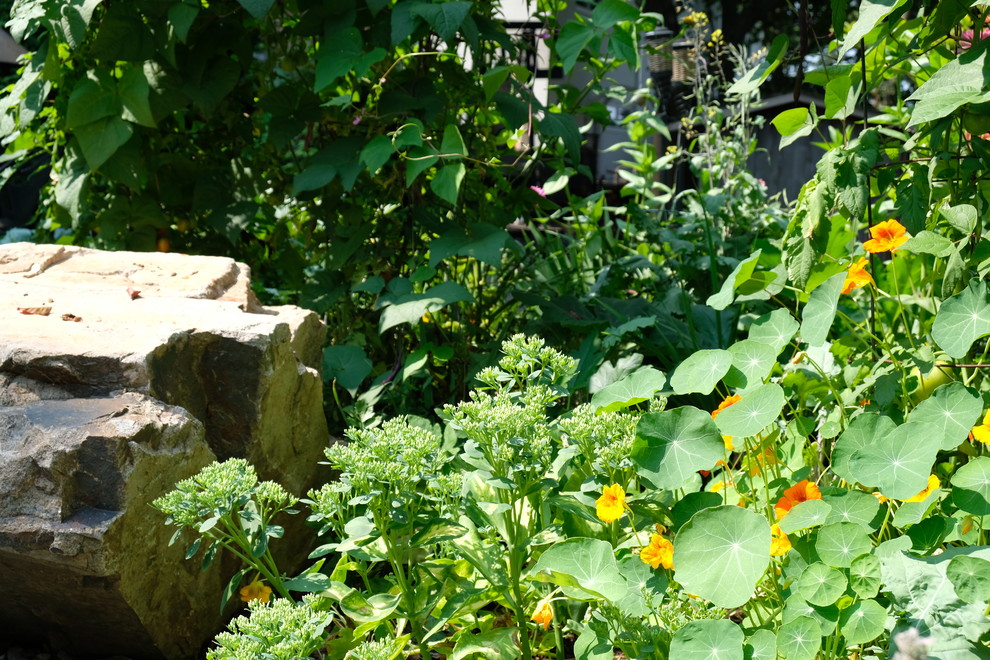 Imagen de jardín de secano contemporáneo pequeño en verano en patio trasero con exposición parcial al sol