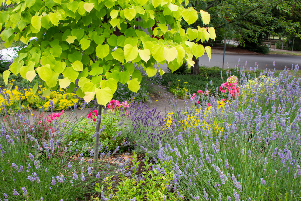 Стильный дизайн: маленький солнечный, летний засухоустойчивый сад на переднем дворе в современном стиле с садовой дорожкой или калиткой и хорошей освещенностью для на участке и в саду - последний тренд