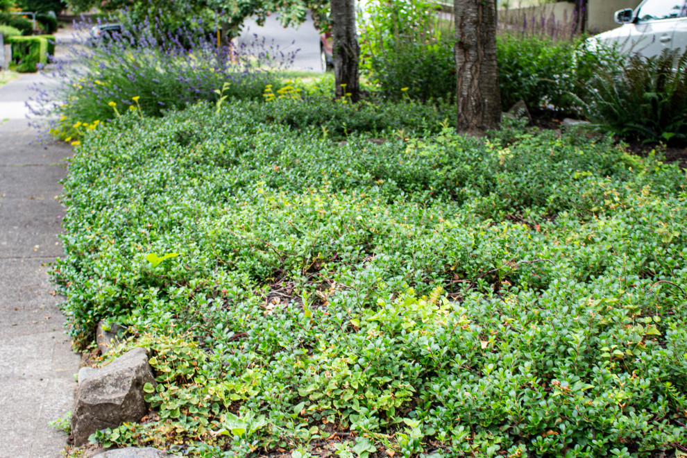 Foto di un piccolo giardino xeriscape minimal esposto in pieno sole davanti casa in estate con un ingresso o sentiero