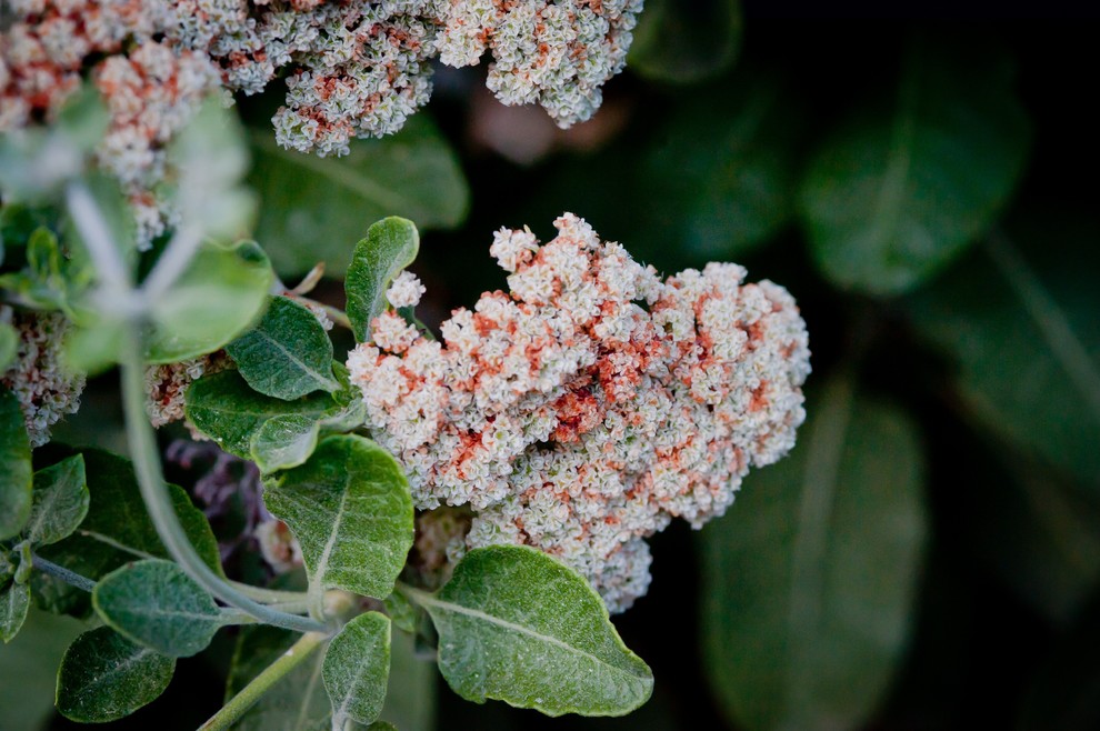 This is an example of a partial sun landscaping in Los Angeles for spring.
