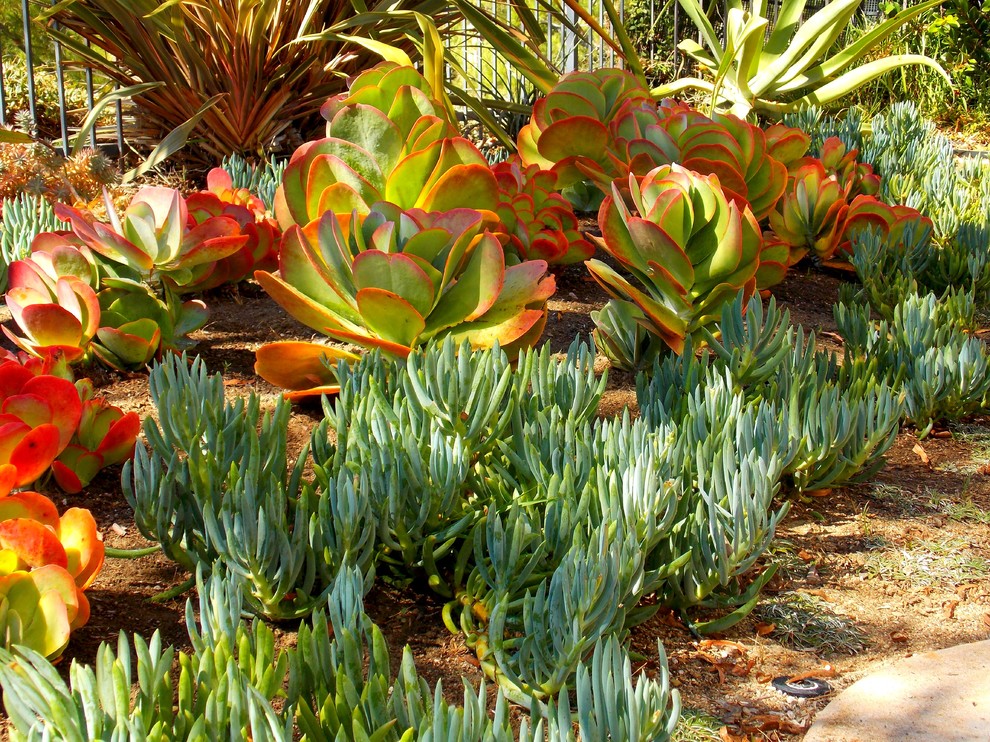 Photo of a coastal drought-tolerant front yard landscaping in Orange County.