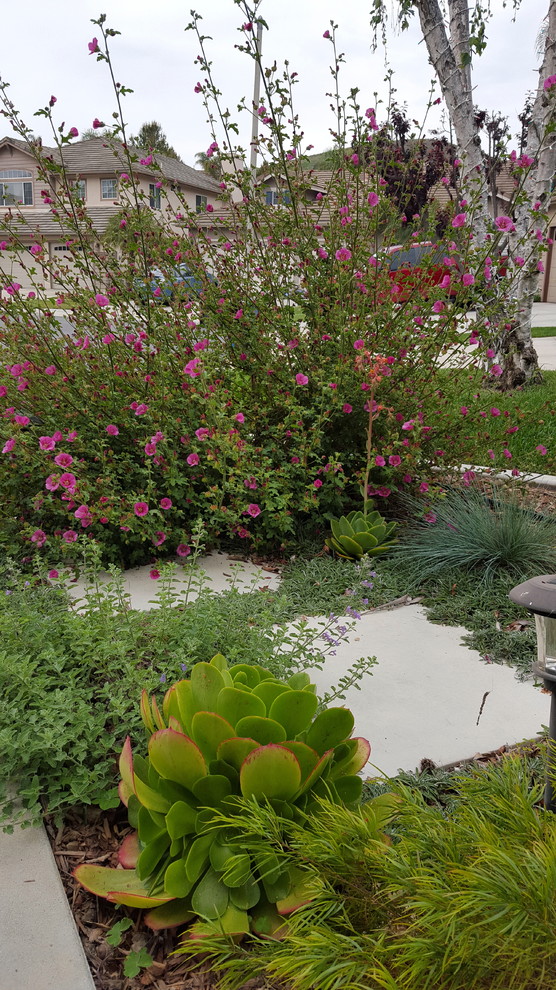 Immagine di un piccolo giardino contemporaneo esposto in pieno sole davanti casa in primavera con pavimentazioni in cemento e un ingresso o sentiero