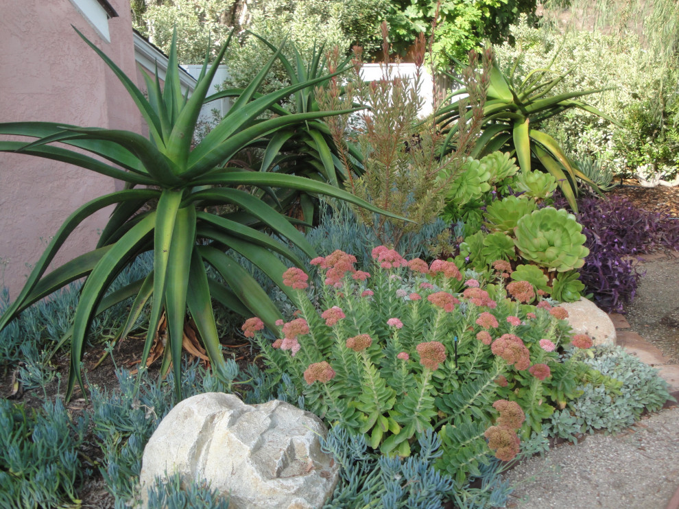 Mittelgroßer Mediterraner Garten im Herbst mit Wüstengarten und direkter Sonneneinstrahlung in San Diego