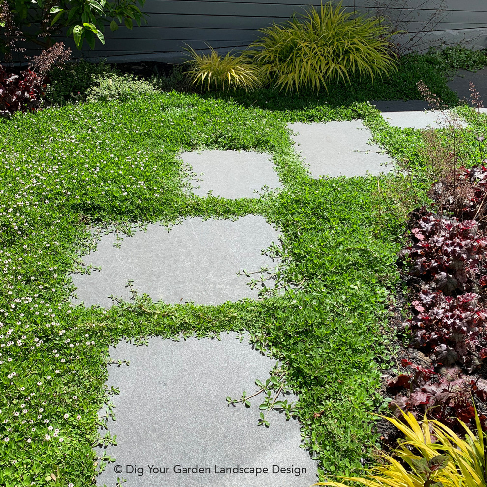 Ispirazione per un piccolo giardino xeriscape moderno esposto a mezz'ombra in cortile in estate con un ingresso o sentiero e pavimentazioni in pietra naturale