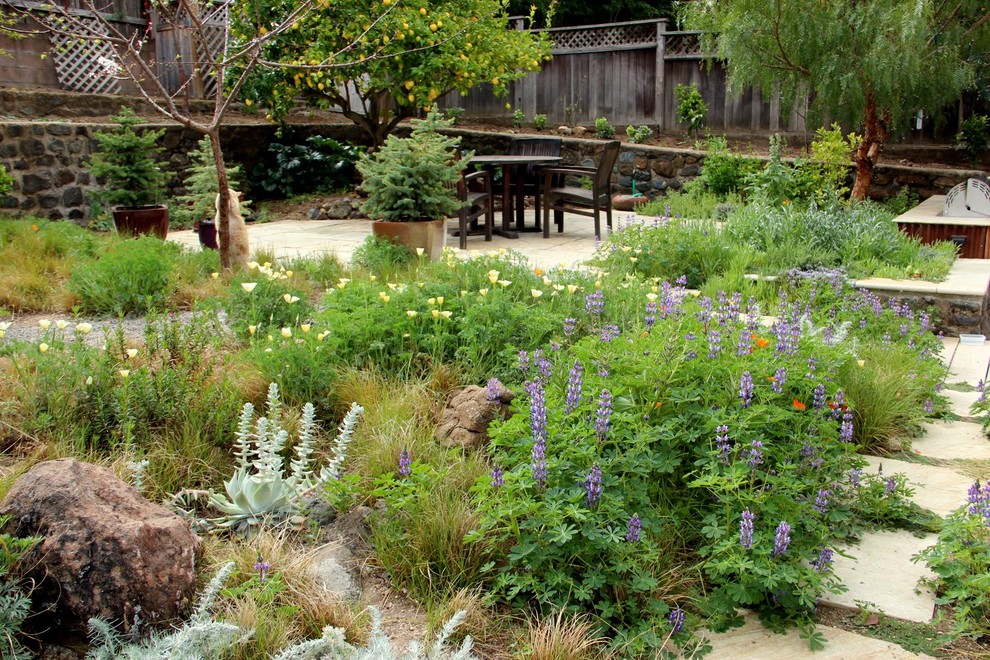 Inspiration for a mediterranean drought-tolerant backyard landscaping in San Luis Obispo.