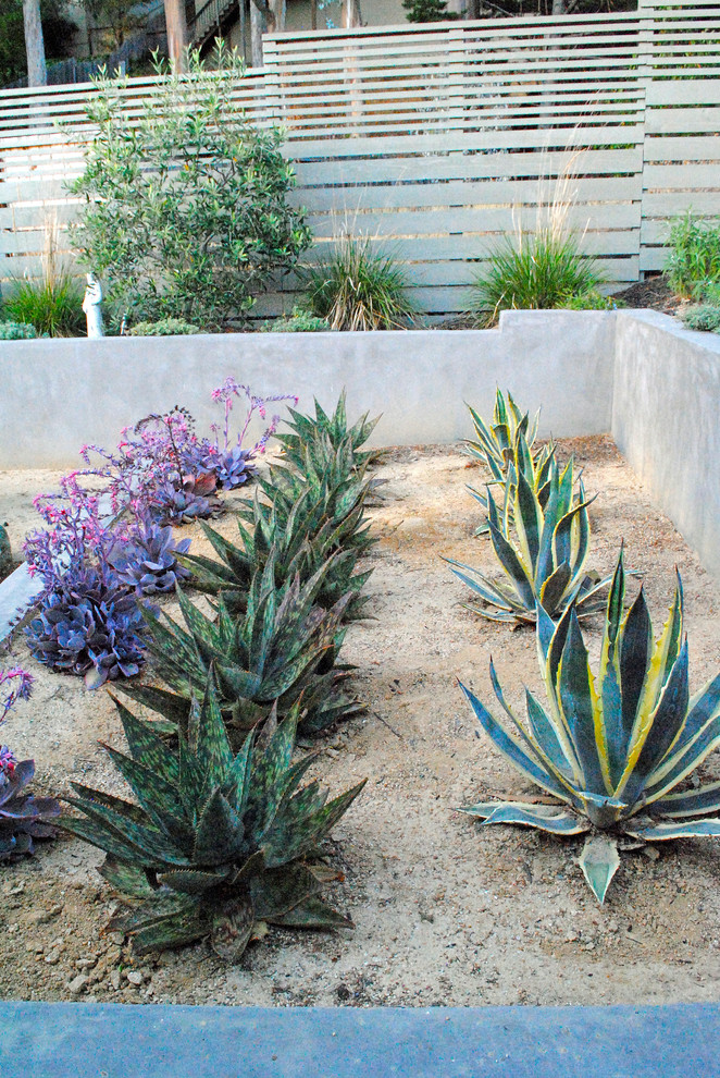 Foto de jardín de secano moderno de tamaño medio en patio trasero con paisajismo estilo desértico y granito descompuesto