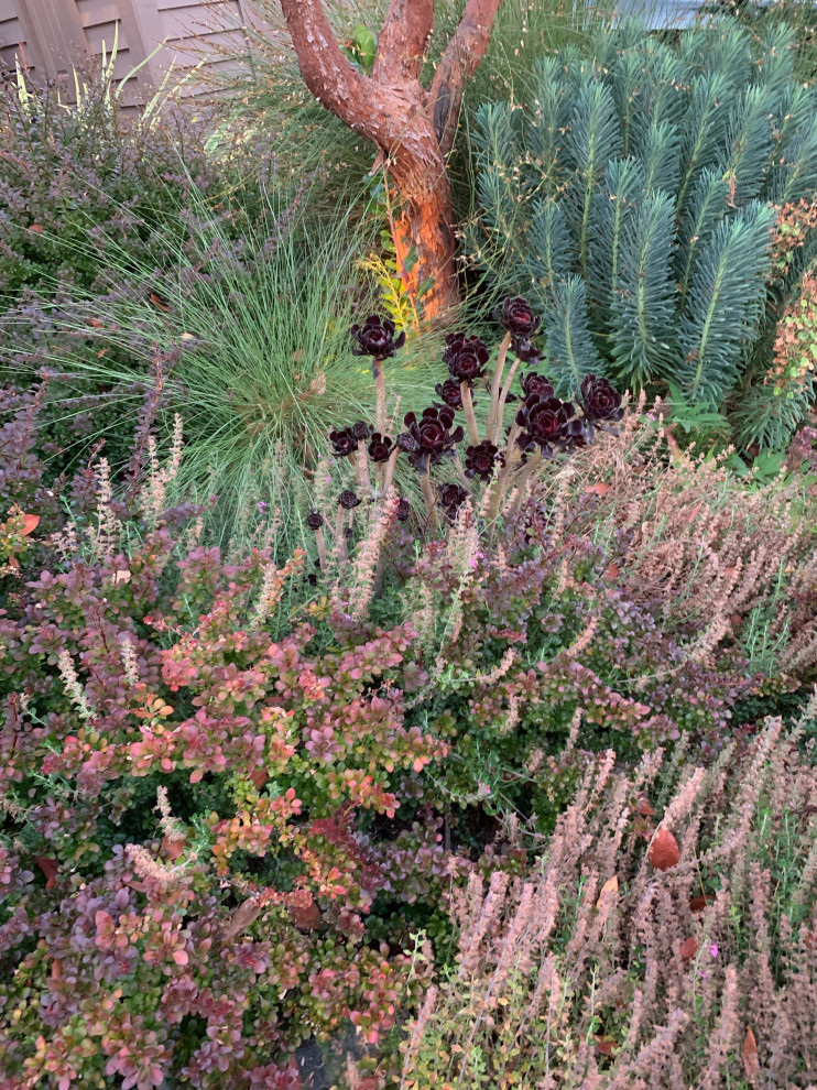 Design ideas for a mid-sized mediterranean drought-tolerant and full sun front yard landscaping in San Francisco for summer.