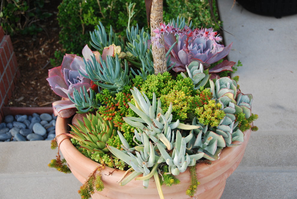 This is an example of a mediterranean landscaping in Orange County.