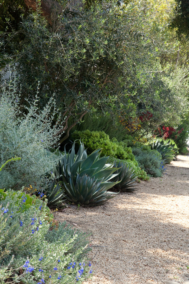 This is an example of a medium sized mediterranean garden in Santa Barbara.