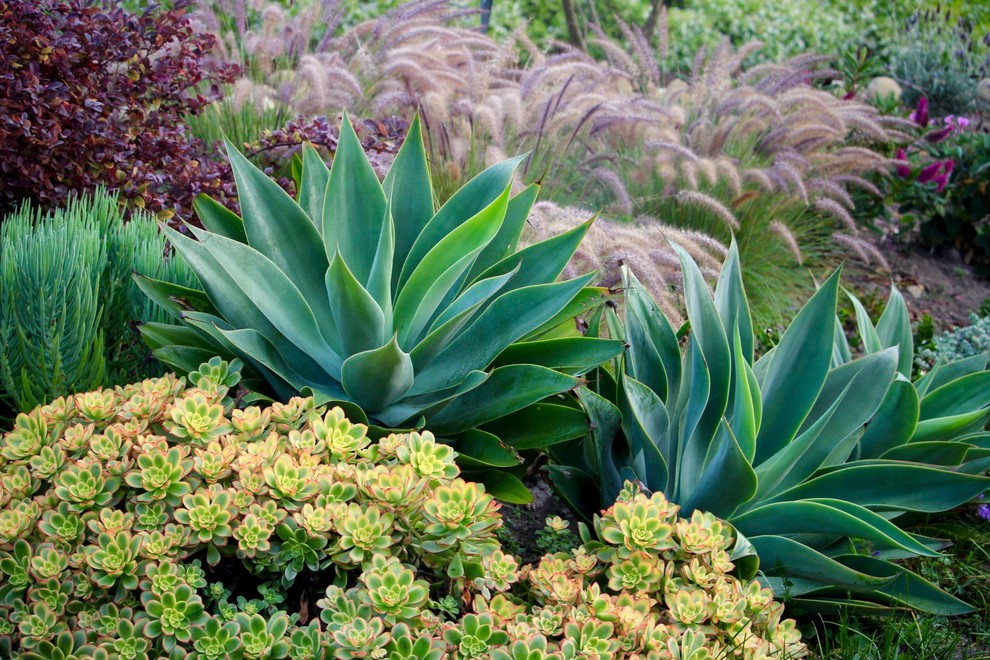 Santa Barbara Low Water Plant Design Mediterranean Landscape 
