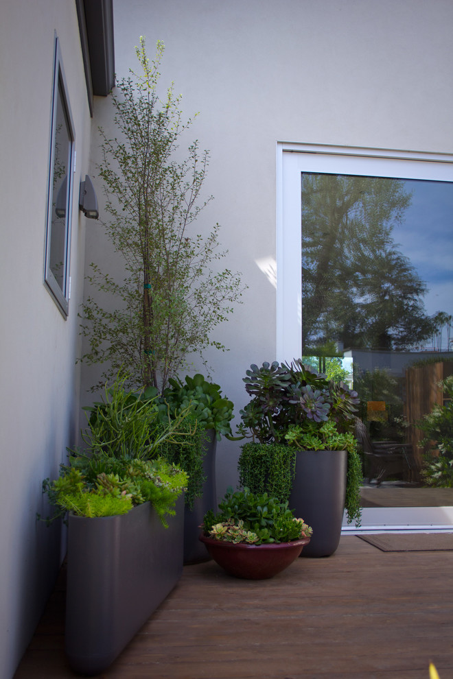 Idee per un giardino formale moderno esposto in pieno sole di medie dimensioni e davanti casa in estate con un giardino in vaso e pedane