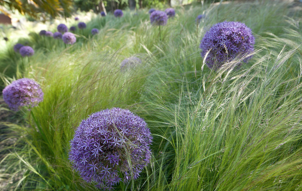 Saratoga Creek House Landscape Modern Landscape San Francisco