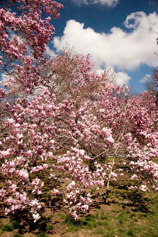 Saucer Magnolia Landscape Other by The New York Botanical Garden