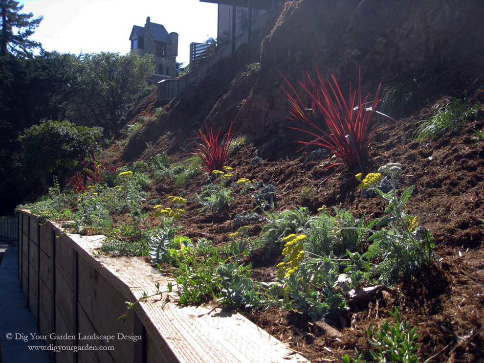 サンフランシスコにある巨大な、春のコンテンポラリースタイルのおしゃれな庭 (ゼリスケープ、半日向、傾斜地、デッキ材舗装) の写真