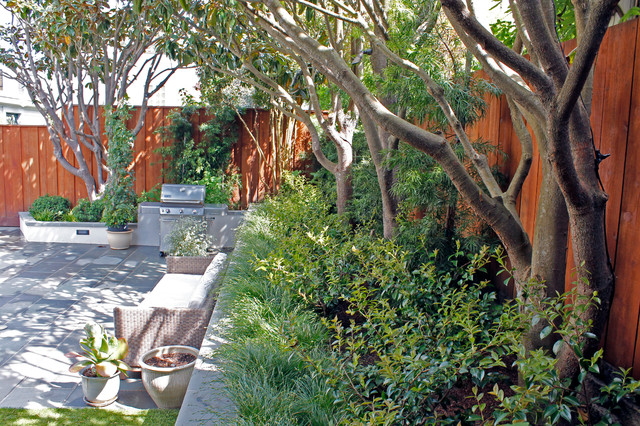 Screening Plants Contemporary Garden San Francisco By Terra Ferma Landscapes Houzz AU