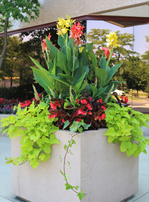 色合わせで楽しむ夏のおすすめ庭づくり Houzz ハウズ