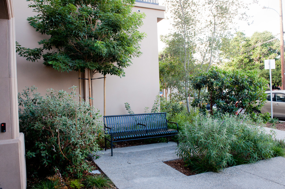 Foto di un giardino xeriscape minimal esposto in pieno sole davanti casa in autunno con un ingresso o sentiero e pavimentazioni in cemento