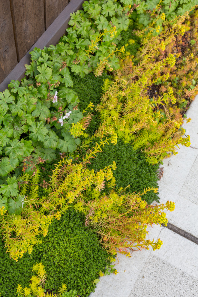 Kleiner Rustikaler Vorgarten mit Sichtschutz, direkter Sonneneinstrahlung und Betonboden in Seattle