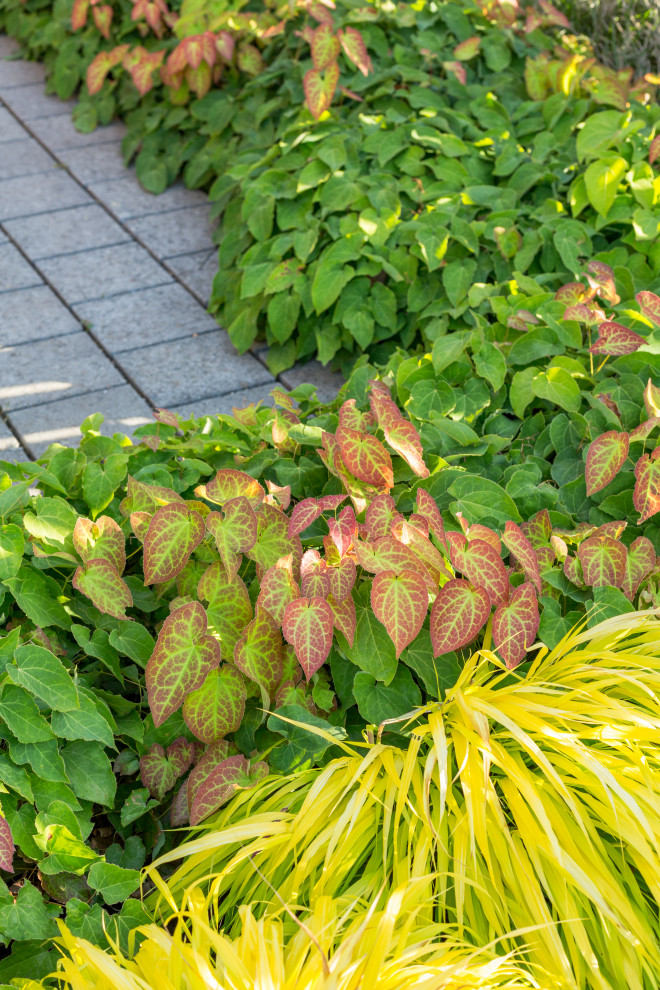 Imagen de jardín de secano de estilo americano pequeño en patio delantero con privacidad, exposición total al sol y adoquines de hormigón