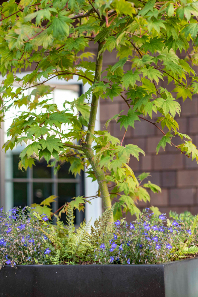 Foto di un piccolo giardino stile americano esposto in pieno sole dietro casa in estate con un giardino in vaso