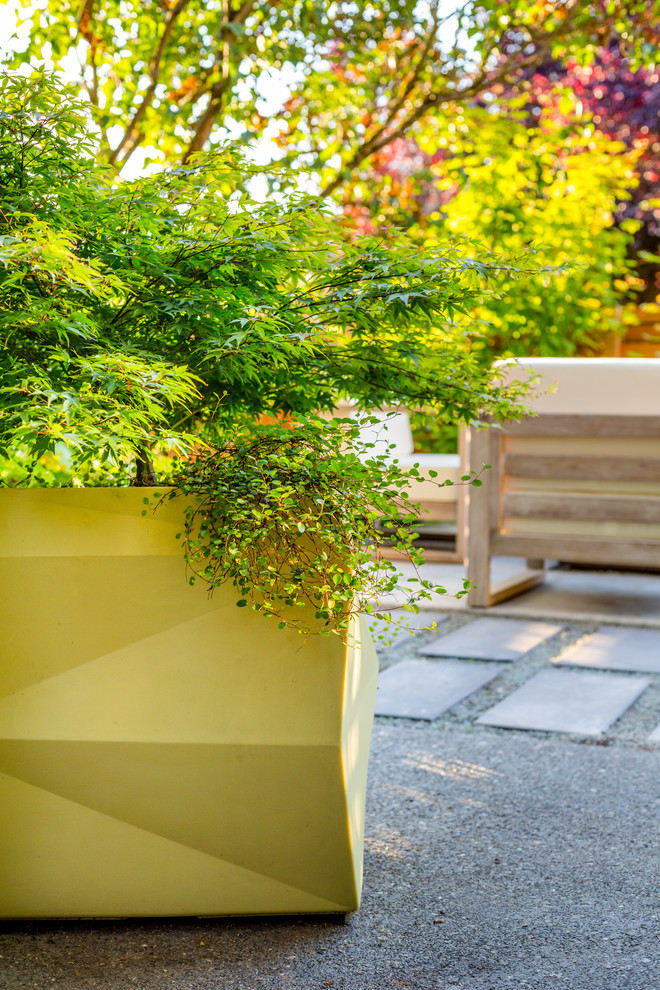 Cette photo montre un petit jardin arrière tendance avec une exposition partiellement ombragée et des pavés en béton.