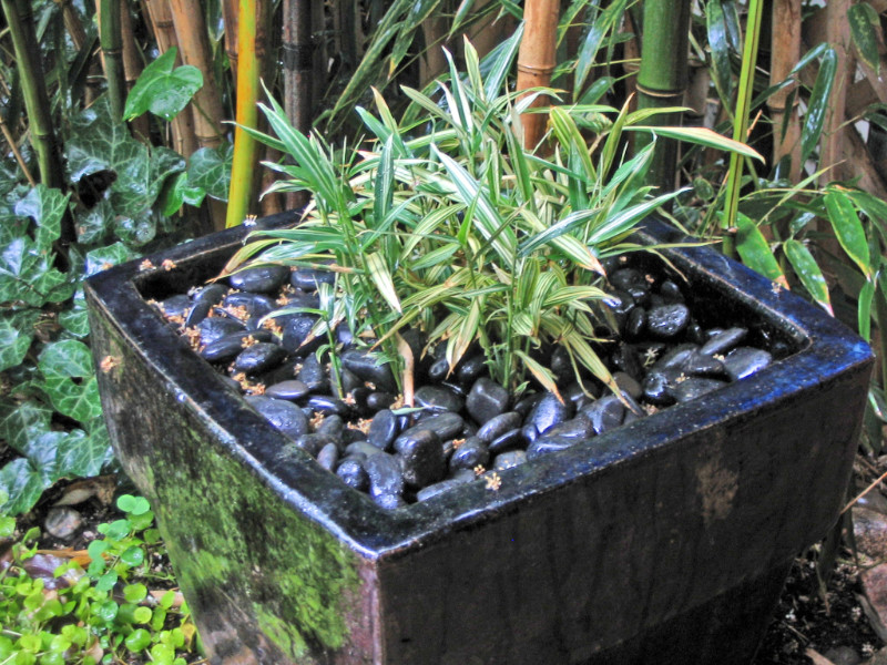 Immagine di un giardino tropicale esposto a mezz'ombra