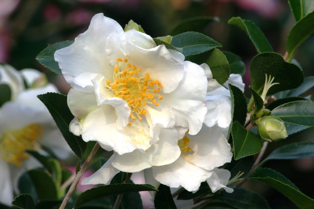 Camellia japonica 'Debutante' - Debutante Japanese Camellia