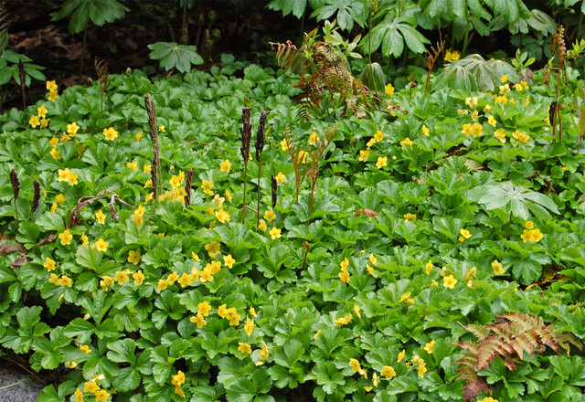 14 Beautiful Native Plants For Shade Gardens